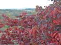Rosso d’autunno. 2017  PGF