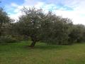Laura Borghese. Ulivo . Dicembre 2016
