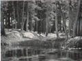 Ansel Adams. Yosemite Park.