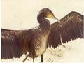 Piergiorgio Firinu. Cormorano. Puzzuiddu (Sardegna) 1978