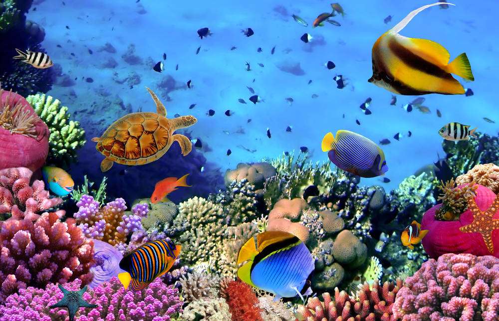 colonia-di-coralli-su-una-barriera-corallina-Egitto